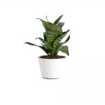 گلدان آپارتمانی ورزیا زبرا