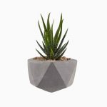 گلدان آپارتمانی پتوس - تصویر 2