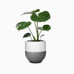 گلدان آپارتمانی فیکوس الاستیکا بلک - تصویر 3